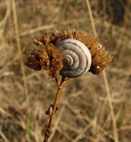 Snail